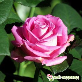 Роза чайно-гибридная Аква в Ельняе