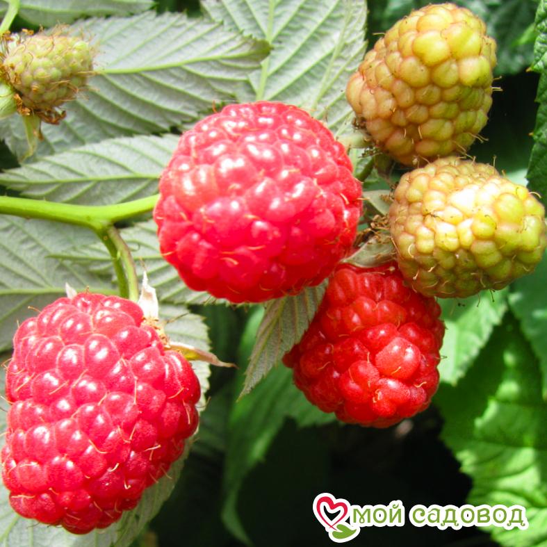 Малина Столешник ЗКС