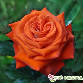 Роза чайно-гибридная Верано в Ельняе