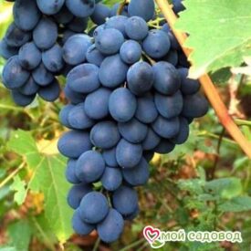 Ароматный и сладкий виноград “Августа” в Ельняе