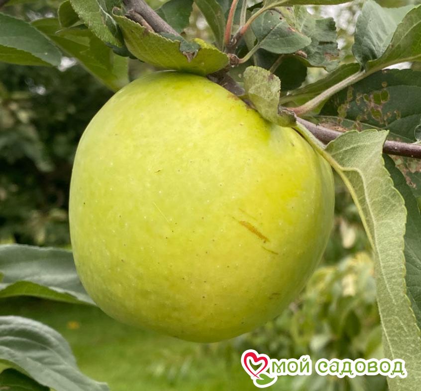 Яблоня Антоновка выбор Россиян