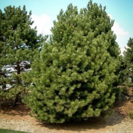 Сосна Чёрная (Pinus Nigra) в Ельняе