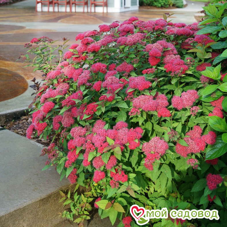 Спирея японская "Фробели" (до 100 см)