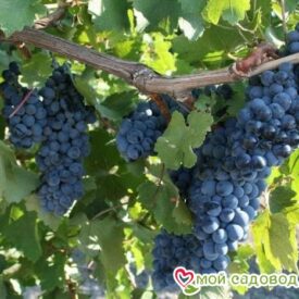 Виноград Рубиновый Магарача в Ельняе