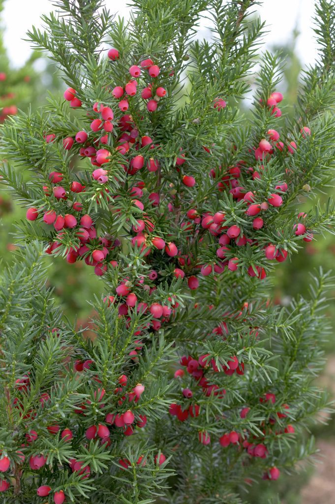 Тис средний Хикси