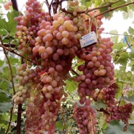 Виноград Лучистый в Ельняе