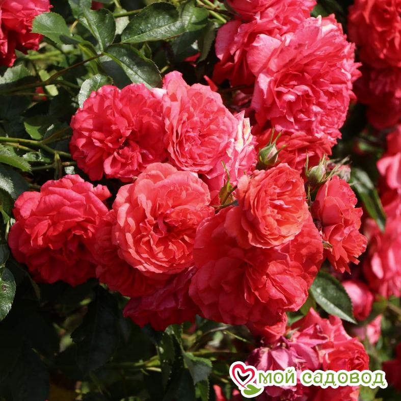 Роза Розариум Ютерзен