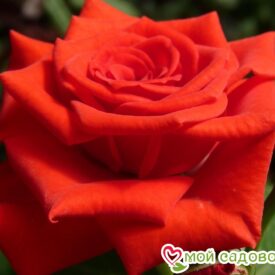 Роза чайно-гибридная Корвет в Ельняе