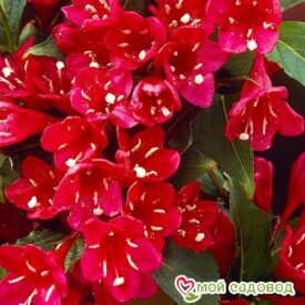 Вейгела цветущая “Ред Принц” в Ельняе