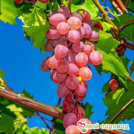Виноград Лидия (Розовая Изабелла) в Ельняе