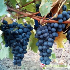 Виноград Молдова в Ельняе