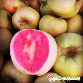Яблоня Розовый жемчуг в Ельняе