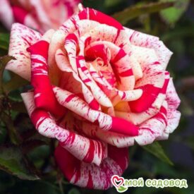 Роза чайно-гибридная Папагено в Ельняе