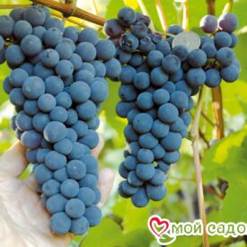 Виноград Амурский синий в Ельняе