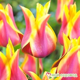 Тюльпан лилиецветный Баллада Дрим в Ельняе