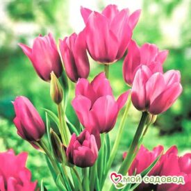 Тюльпан многоцветковый Пурпл Букет в Ельняе