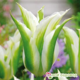 Тюльпан зеленоцветный Уайт Спринг Грин в Ельняе