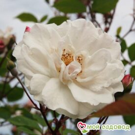 Роза Белый каскад в Ельняе