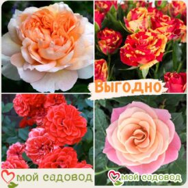 Комплект роз! Роза плетистая, спрей, чайн-гибридная и Английская роза в одном комплекте в Ельняе
