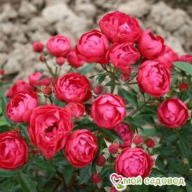 Роза полиантовая Морздаг Ред (Morsdag Red) в Ельняе