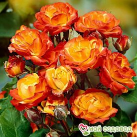 Роза полиантовая Румба (Rumba) в Ельняе