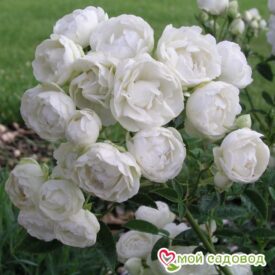 Роза полиантовая Морздаг Уайт (Morsdag White) в Ельняе