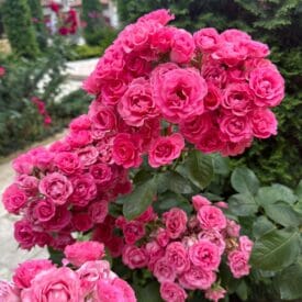 Роза Спрей розовый в Ельняе
