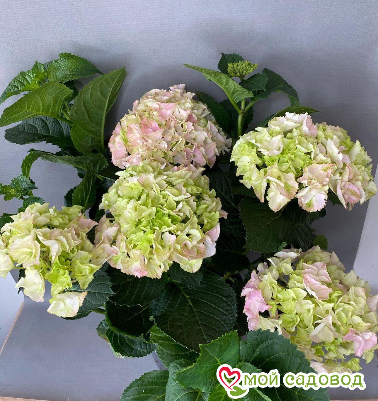 Гортензия крупнолистная Маунтин